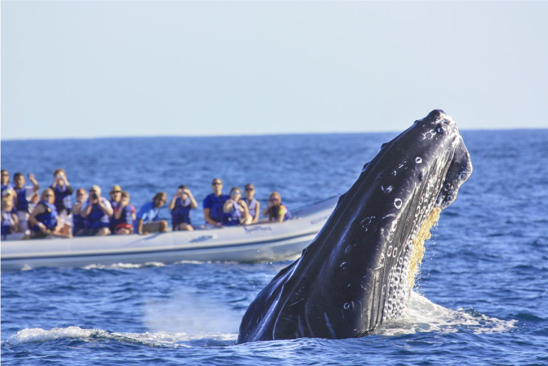 whale-watching