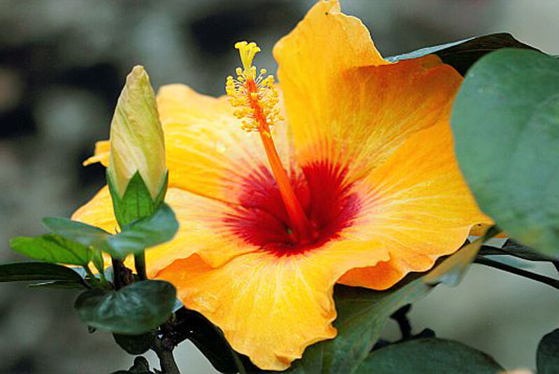 Called Jamaica in Spanish - The Hibiscus Flower - Punta Mita