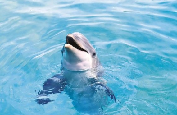 Swim-with-the-Dolphins-1024x640-landscape