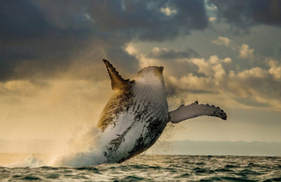 Whale-Watching-1024x574-landscape