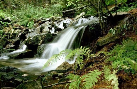 tropical-forest-1024x687-landscape